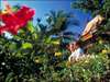 Poppies Samui Resort 